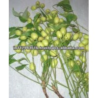 Bulk Neem Oil